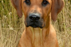 Baloo_m.soeskende_6_mdr