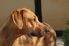 Bikita 2011