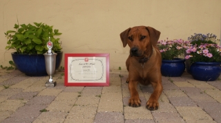 Bikita_aarets_LP1_hund_09/10