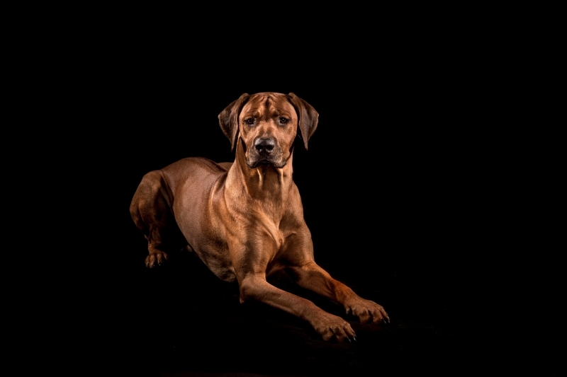 Bikita\'s Legacy Baloo