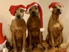 Glædelig Jul fra kennel Bikita's Legacy dec 2019