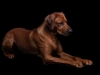 Bikita\'s Legacy Baloo snart 5 år gammel vinter 2019