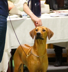 Anaya på RRK's udstilling i Billund okt. 2012, hvor hun begge dage får