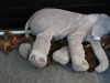 Dumbo passer alle 20.02.12