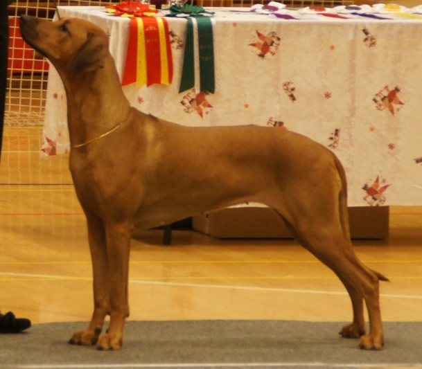 Anaya blev ny dansk champion på Ridgebackklubbens juleudstilling i Fredericia 29. nov. 2014