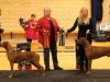 Bikita bliver "BIR" og en svensk hanhund "BIM" på RRK's udstilling i Slagelse 26. april 2014