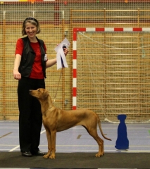 Anaya 24.11.12 bliver 2. bedste tæve i konkurrencen med alle de voksne tæver og får certifikat. foto Benny Fischer