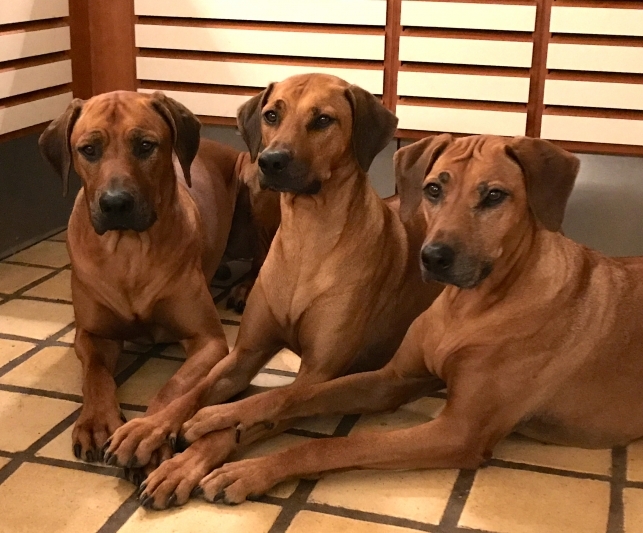 Baloo 2 ½ år, hans mor Anaya 5 ½ år og mormor Bikita knap 9 år