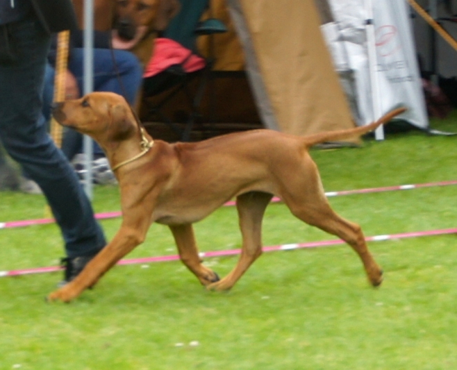 Glad Baloo viser dommeren sine supergode bevægelser 21.06.15