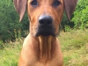 Baldur aug. 2015