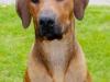 Zimba aug. 2015
