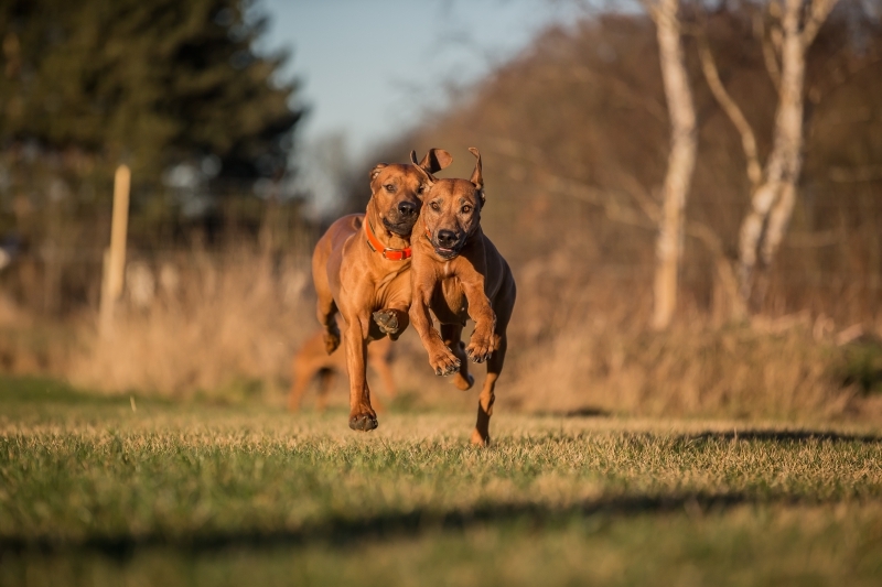 Flyvende Baloo tæt på mormor Bikita jan 2017