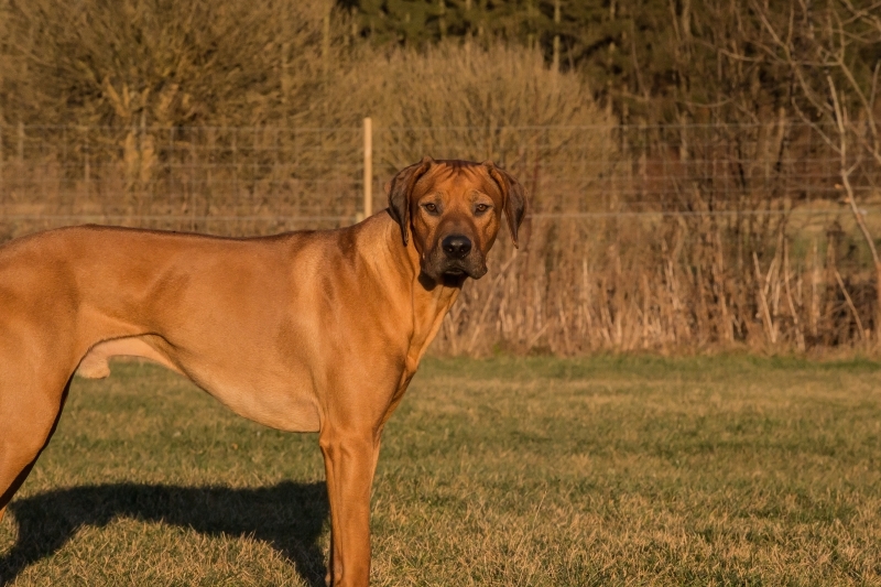 Baloo snart 2 år gammel og et atletisk muskelbundt
