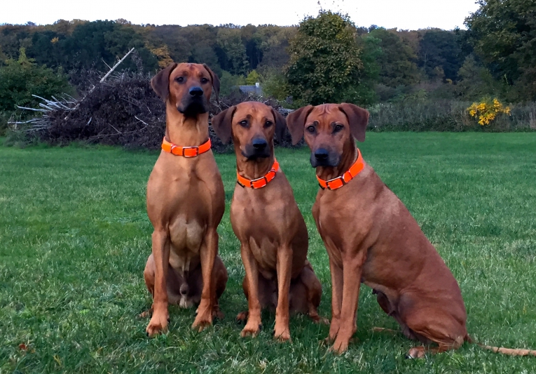 Bikita's Legacy Baloo 1 ½ år, Bikita's Legacy Anaya 4 ½ år i midten og mormor Linnemann Bikita 8 år okt 2016